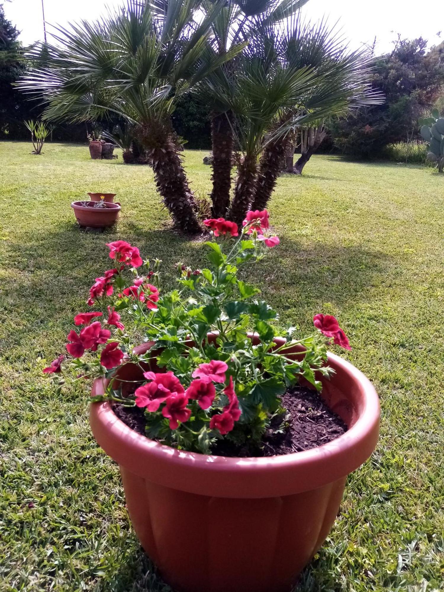 Mamena Bed & Breakfast Paestum Exterior photo